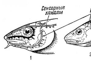 Lateral line and its role in fish behavior