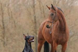 Hästar och hundar: kompatibilitet, horoskop