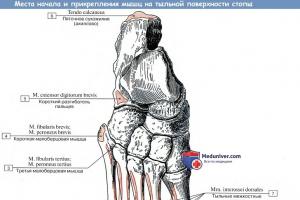 Oyoqni boshqaradigan muskullar anatomiyasi Tovon muskullari