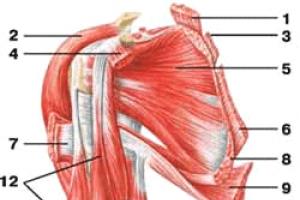 Músculos que producen movimientos del hombro en la articulación del hombro.